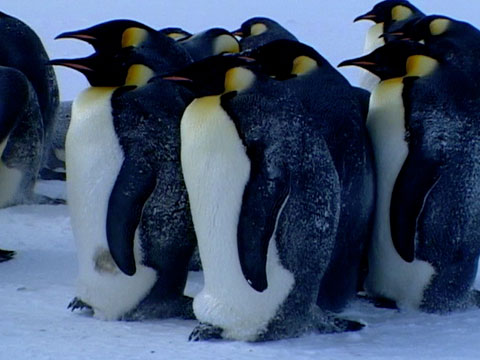 Fishing With Emperor Penguins