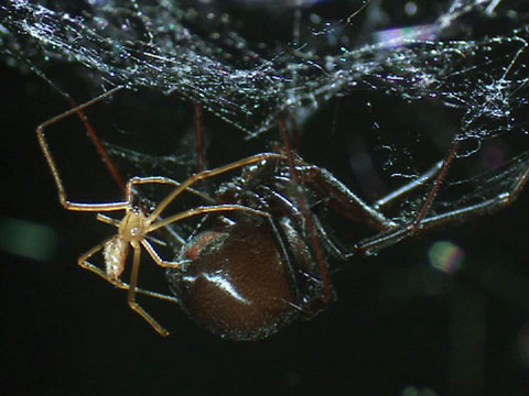 [Image: black-widow-spider-predation_480x360.jpg]