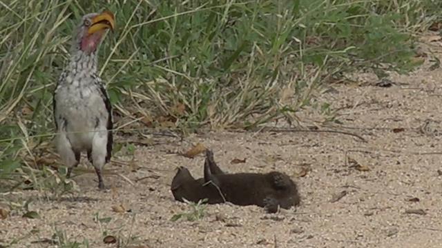 Watch: Is this Mongoose Playing Dead or Just Playing?