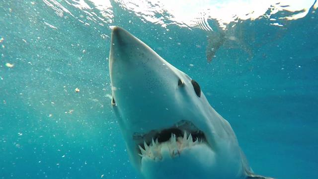 How to Film the Fastest Shark in the Ocean