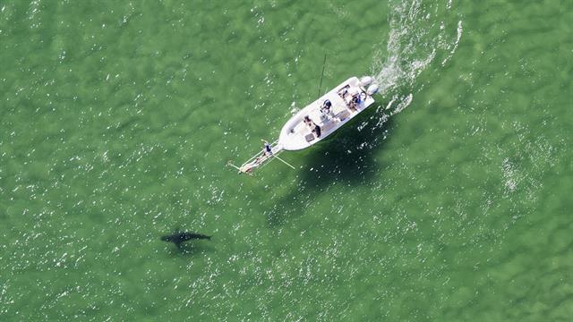 How I Got the Shot: Photographing Great White Sharks off Cape Cod