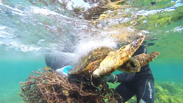 Sea Turtle Rescue: Tangled In Fishing Net