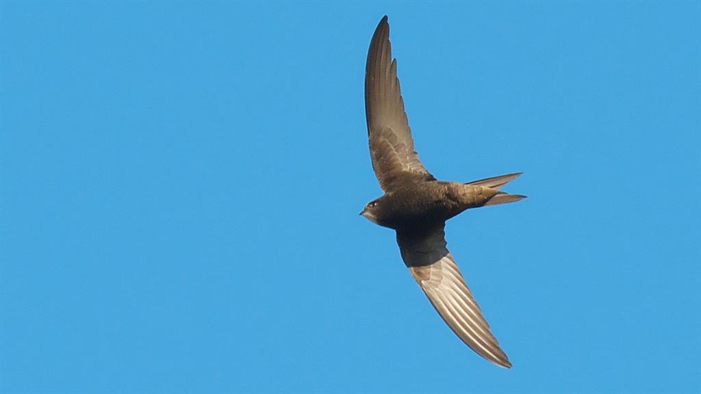 These Birds Fly Almost A Year Without Landing