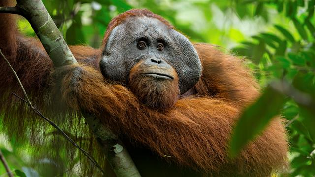 Orangutans May Be Closest Human Relatives, Not Chimps