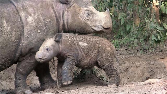 breeding of javan rhinoceros