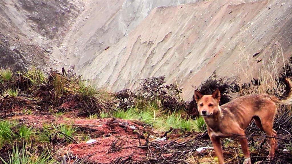 highland dog