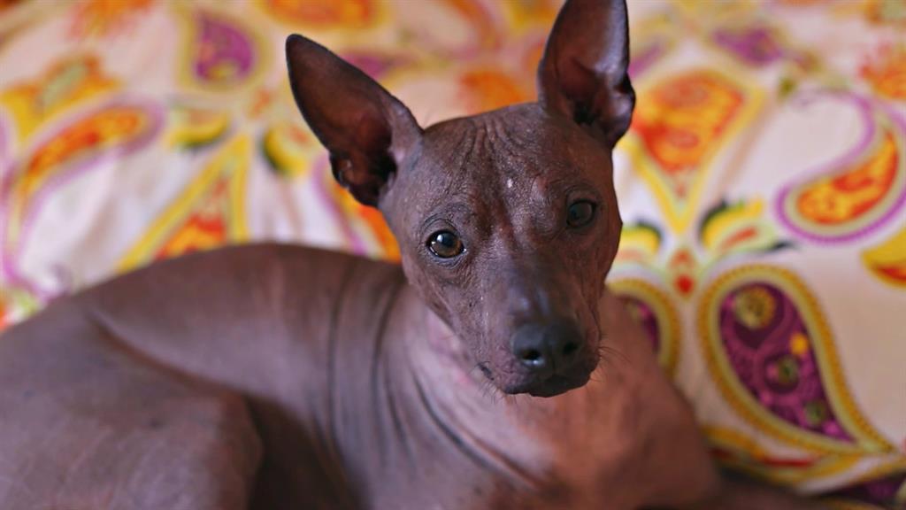 hairless dog cute