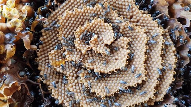 See the Unique Spiral Hives of the Australian Stingless Bee