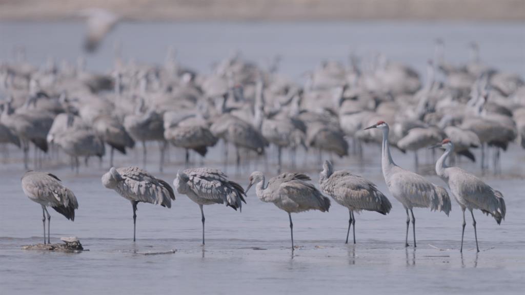 Sandhill Crane National Geographic >> Watch Central Nebraska S Annual Sandhill Crane Migration Sandhill Crane National Geographic >> Watch Central Nebraska S Annual Sandhill Crane Migration