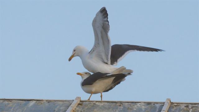 for seagulls mating is a balancing act