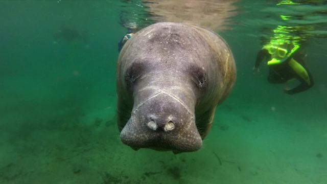 Manatee Death Toll Highest Ever Recorded