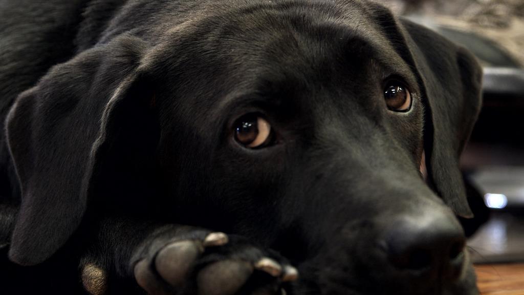 a new leash on life the k9s for warriors story