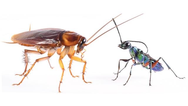 This Tiny Butterfly Can Fly A Record 2500 Miles At A Time