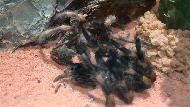 Watch a Tarantula Crawl Out of Its Own Skeleton