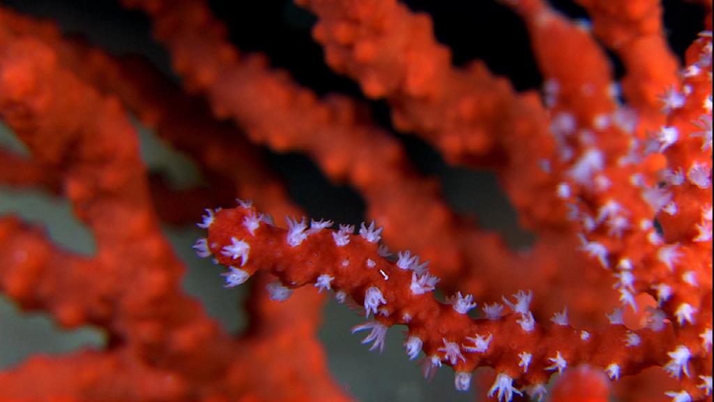 red coral from the mediterranean