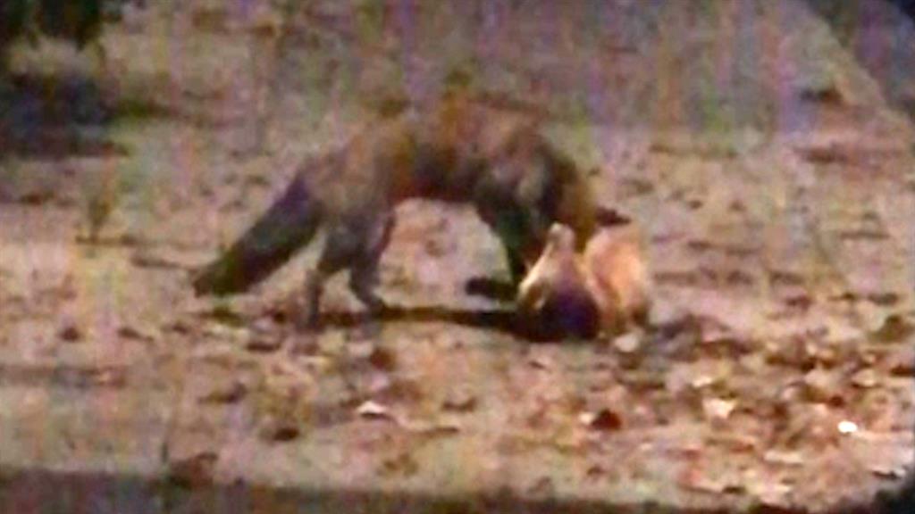 Watch A Fierce Fox Fight On A City Sidewalk