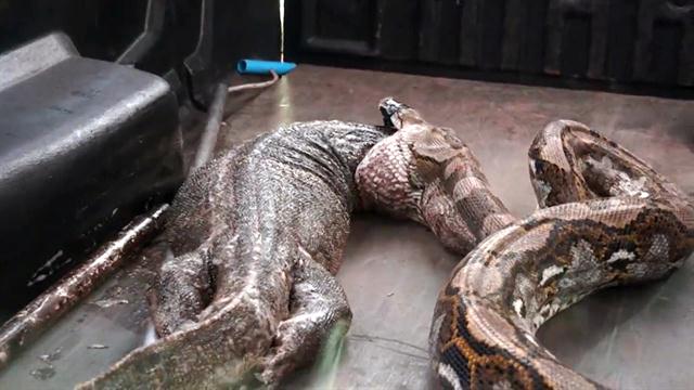 How This 23 Foot Python Swallowed A Man Whole