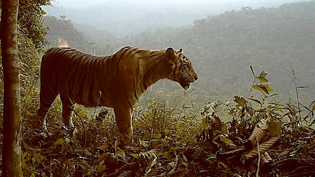 Extremely Endangered Tiger Losing Habitat—and Fast