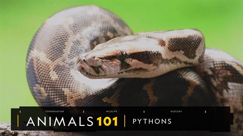 Burmese Python Size Chart