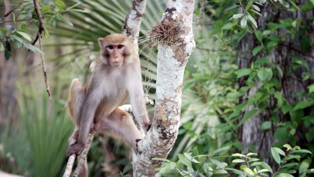 United States of Animals: Florida Monkey Business