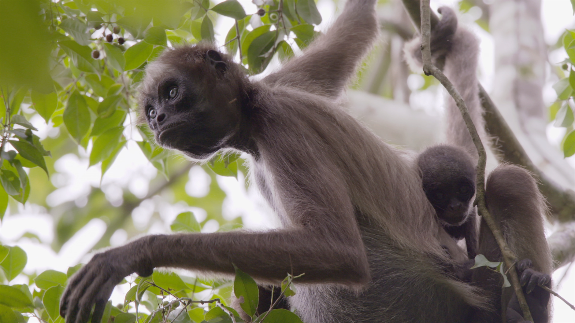 Swing Through The Trees With Amazing Spider Monkeys