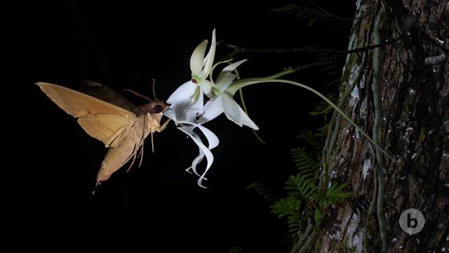 Types Of Moths That Pollinate