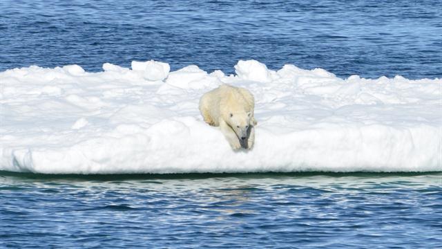 POV Footage Shows Polar Bears Struggling to Find Food