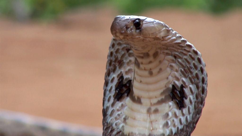 The King Cobra S Venom Could Save Your Life