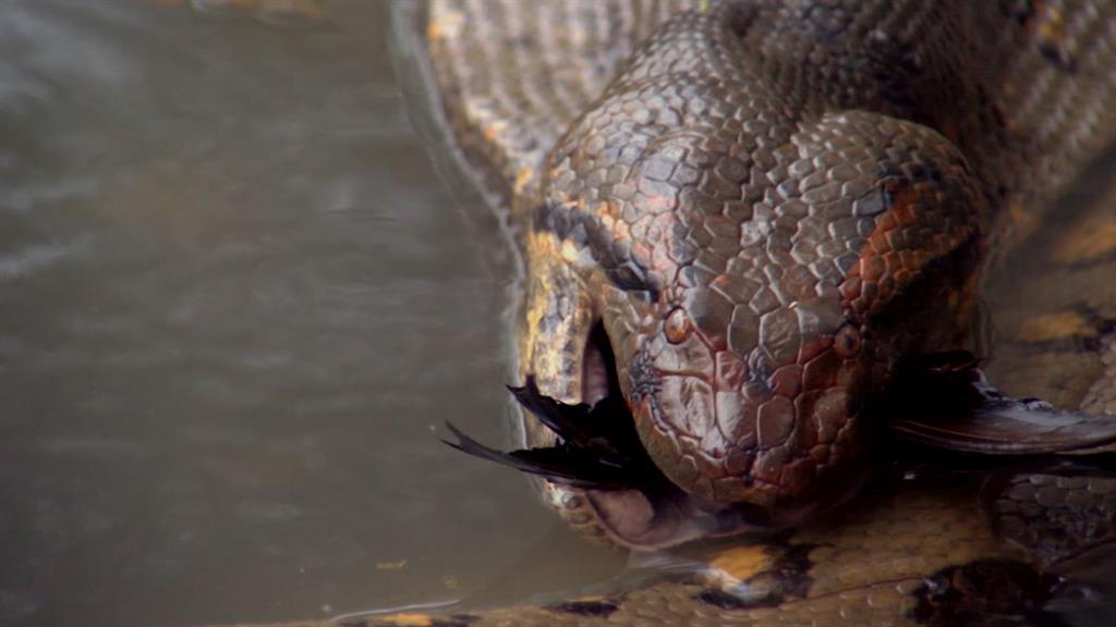 Anacondas Explained How These Snakes Become The World S Largest