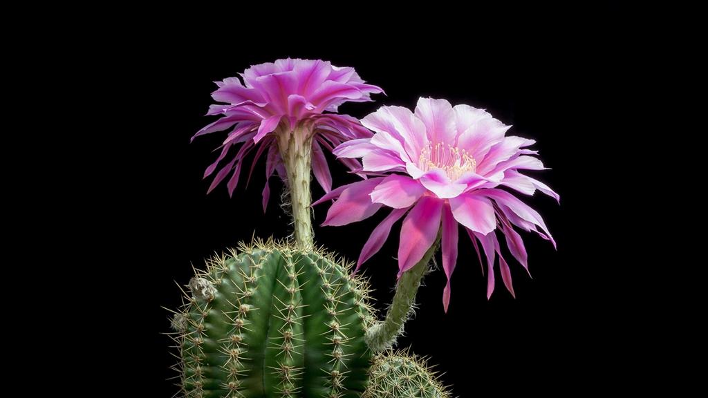 Time Lapse Beautiful Cacti Bloom Before Your Eyes - 