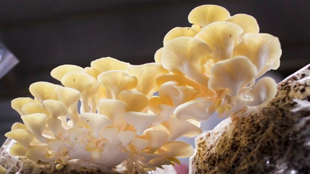 you didn t know mushrooms could do all this
