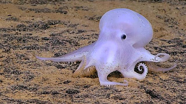 Ghostlike Octopus Found Lurking Deep Below the Sea