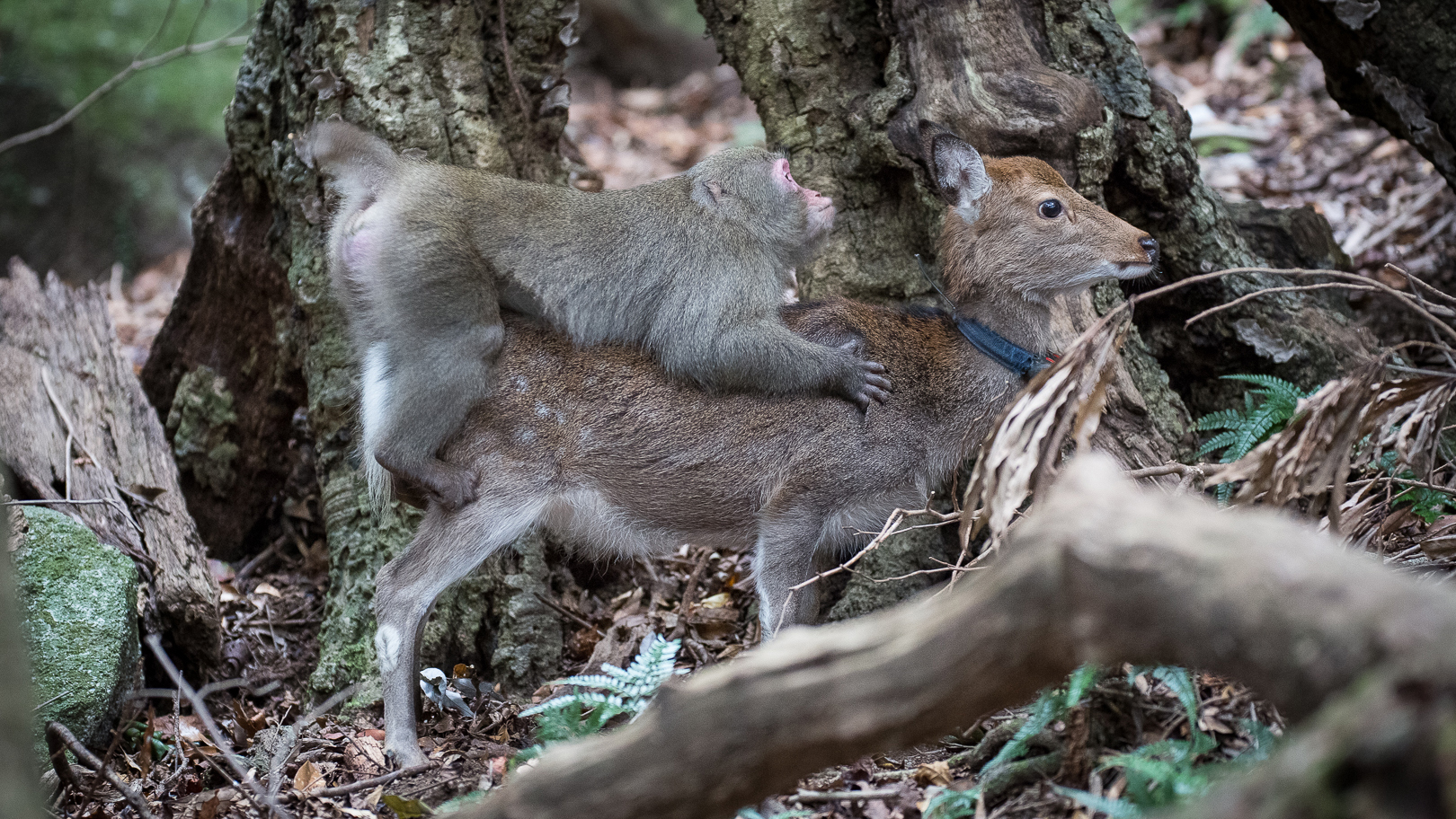 Monkeys Mating With Humans Sex - Monkey Tries to Mate With Deer (Rare Interspecies Behavior)