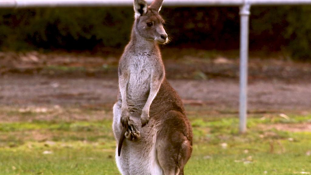 Kangaroo