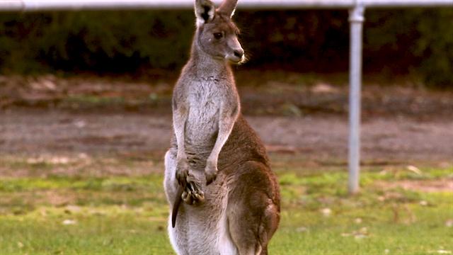 Kangaroos explained: Get to know the world's largest hopping animals
