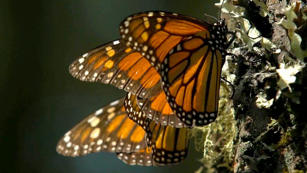 Swarms Of Monarch Butterflies Go Here Every Winter