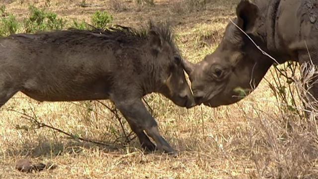 Omni the Rhino and Digby the Warthog