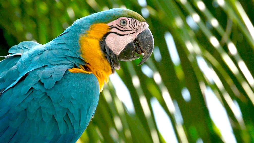 Buy Macaw Parrot In Mumbai