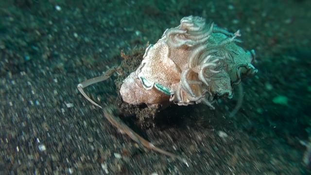 Watch a Crab Kidnap a Sea Slug to Avoid Being Eaten