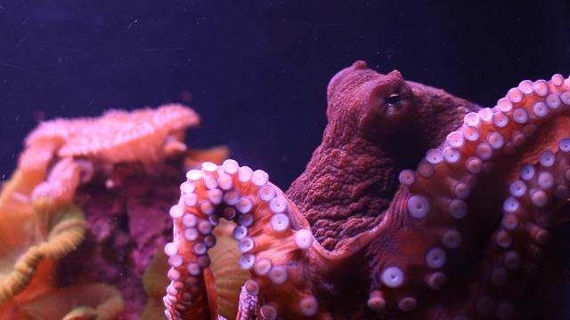 What is Octopus Ink Made of?