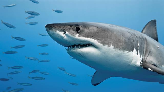 After a Dramatic Start, Shark Attack Season Closes Quietly