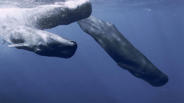 Sperm Whales Have A Surprisingly Deepand Usefulculture