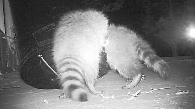 Raccoons Get Trapped in Garbage Bin