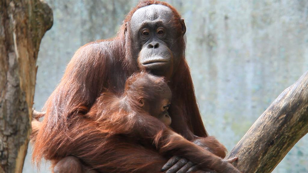 1024px x 576px - Meet Six Awesome Animal Moms