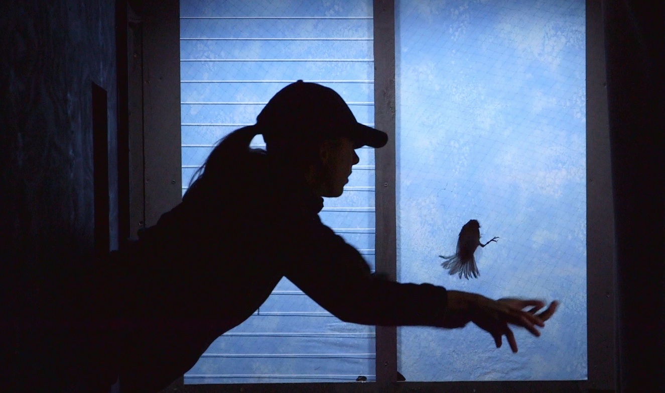 Can We Stop Birds From Crashing Into Windows?