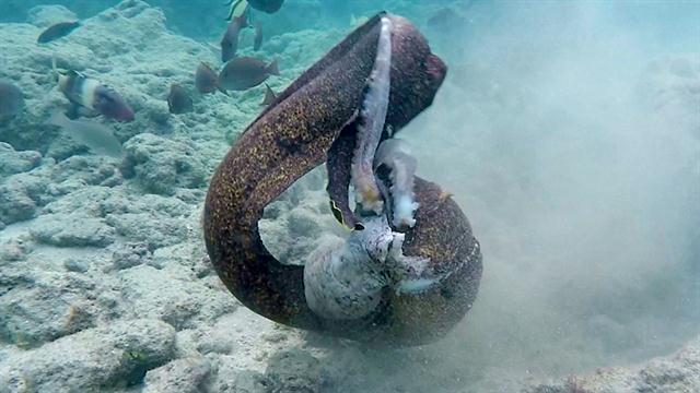 Watch an Eel Battle an Octopus—Which Gets a Meal?