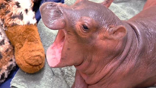 hippo baby grow