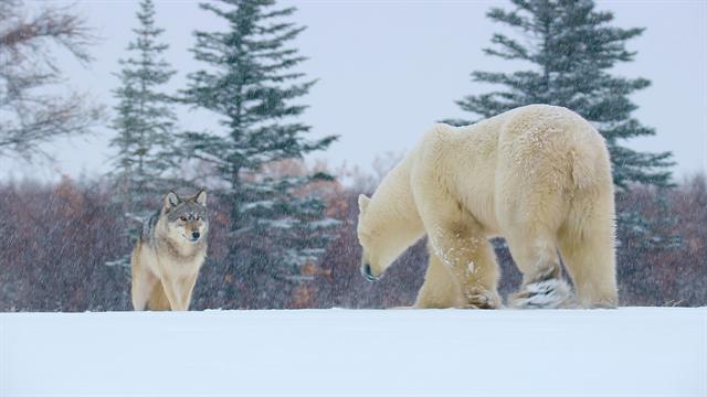 Wolf pack and polar bear face-off in the Canadian Arctic