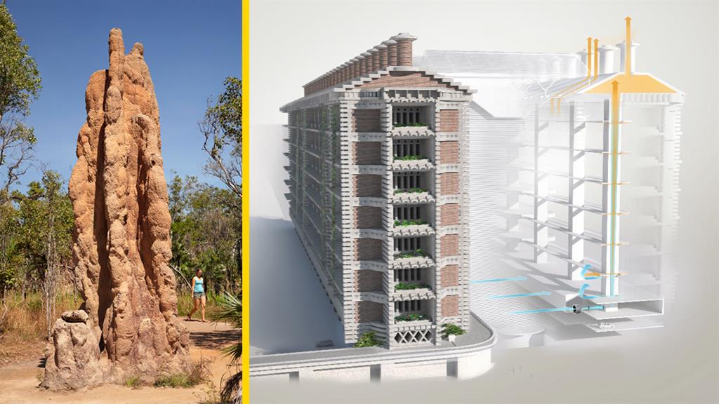 See how termites inspired a building that can cool itself