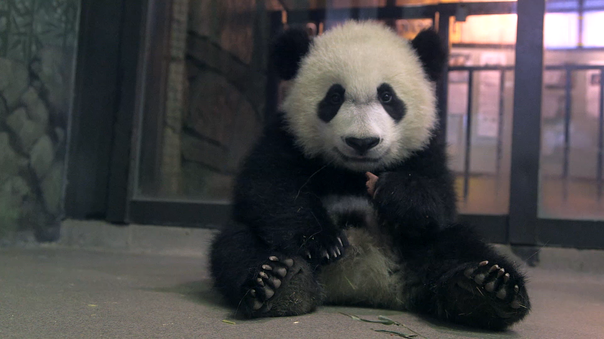 Bei Bei the Giant Panda Cub Grows Up